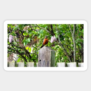 American Robin Standing On Top of a Post Sticker